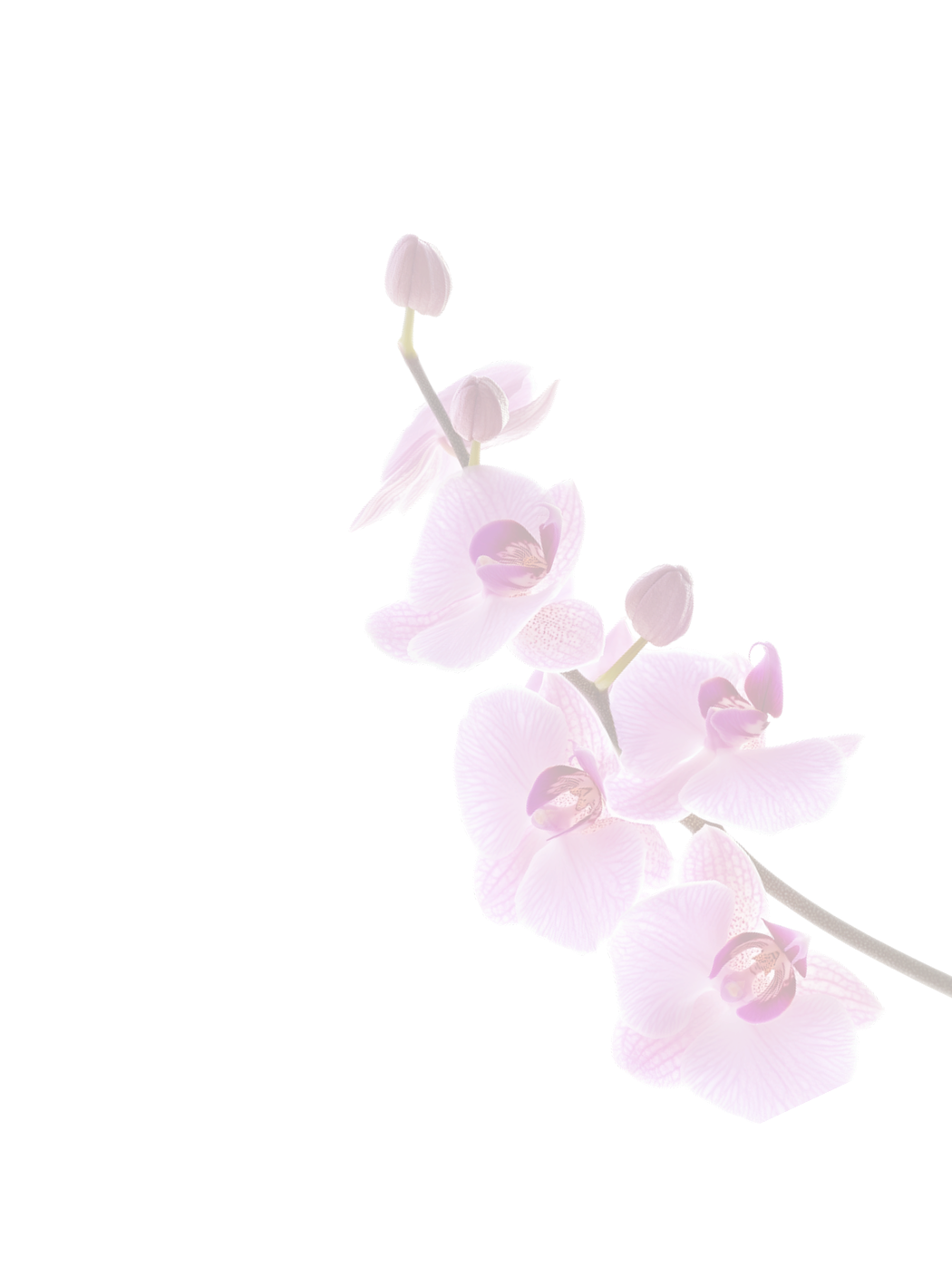 3 orchids 1